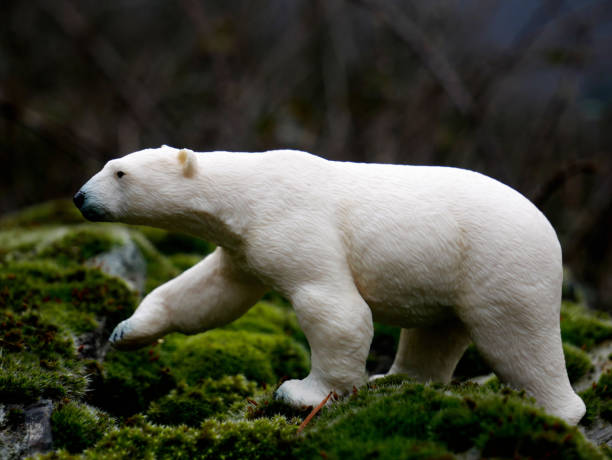 Polar bear in a natural environment