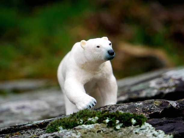 istock Polar bear in a natural environment 1441841460