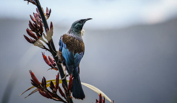 primo piano di un uccello tui appollaiato su un fiore di lino catturato in nuova zelanda - new zealand flax foto e immagini stock