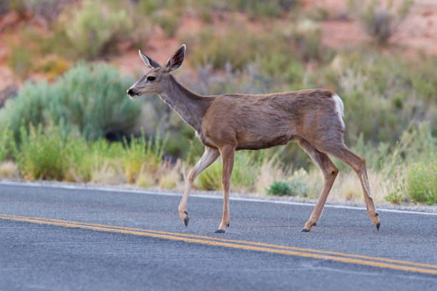 istock Beautiful roe deer on the asphalt road 1441841610