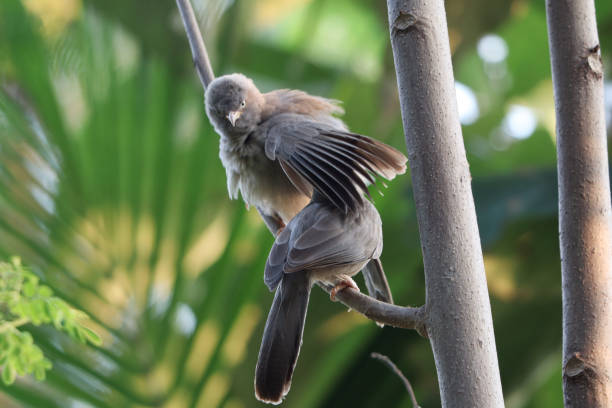 怒っているジャングルバブラーは、その翼の下に別のジャングルバブラーを隠しています - jungle babbler ストックフォトと画像