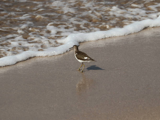 istock Common sandpiper (actitis hypoleucos) going to the ocean 1441842726