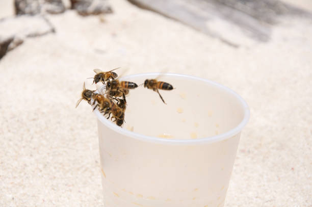 A closeup of bees on a used plastic cup