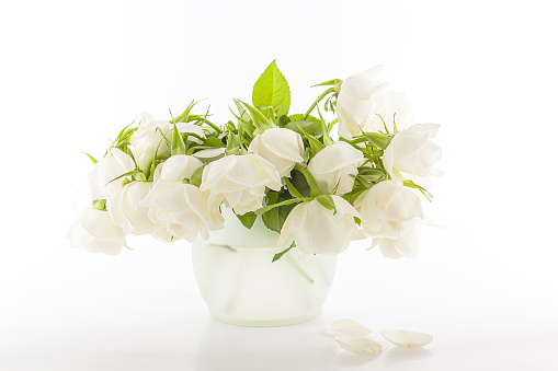 A closeup of white roses in a vase on white background