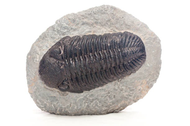 istock trilobite , elrathia kingii 1441842929