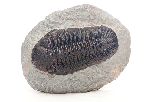 trilobite stone fossil sample with ridges and detail, elrathia kingii