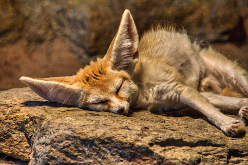 A closeup of a Fennec fox sleeping on a stone under the warm sunligh