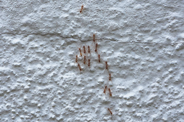 A closeup shot of ants colony walking on the whitewashed wall surface