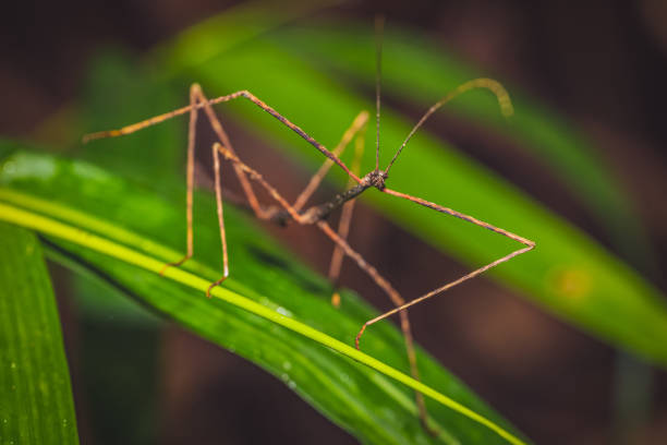 foto em close-up de um grande inseto pau em uma superfície de folha fresca em seu habitat natural - bicho pau - fotografias e filmes do acervo