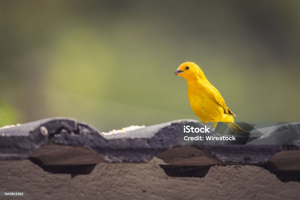 Closeup of a Saffron finch perched on a wall under the sunlight with a blurry background A closeup of a Saffron finch perched on a wall under the sunlight with a blurry background Finch Stock Photo