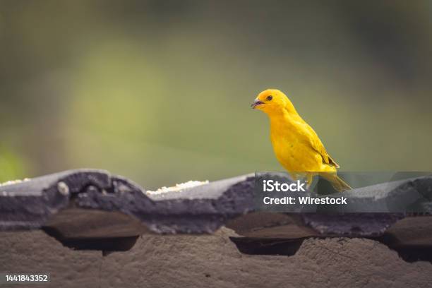Closeup Of A Saffron Finch Perched On A Wall Under The Sunlight With A Blurry Background Stock Photo - Download Image Now