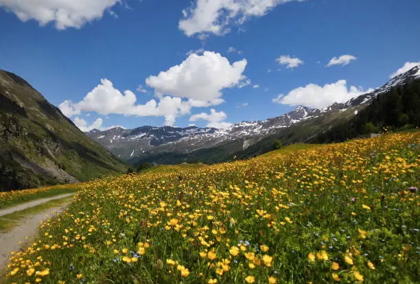 Spring in the Oetztal flowering meadows near Obergurgl on the way to the Oetztal glacier, beautiful place