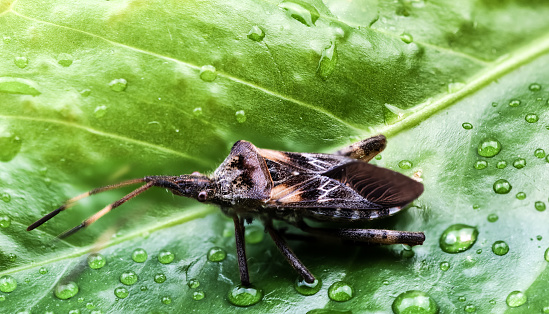 A closeup shot of a black stink bug on a green leaf