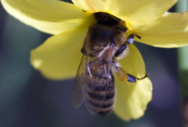 A macro shot of a bee pollinating a winter jasmine