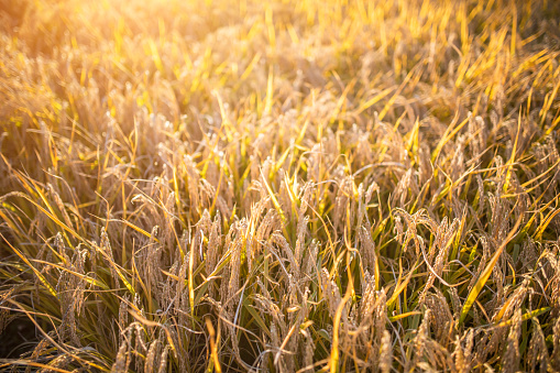 Germany, Stuttgart, Magical orange sunset sky above ripe grain field nature landscape in summer