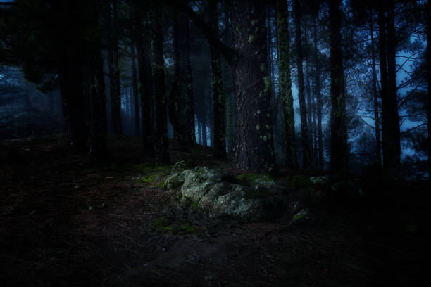 istock Forest in Gran Canaria, Spain with tall trees during nighttime 1441844171
