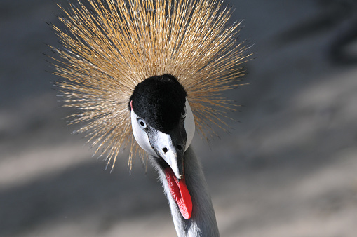 A closeup shot of a fierce looking Eastern crowned crane in the zoo