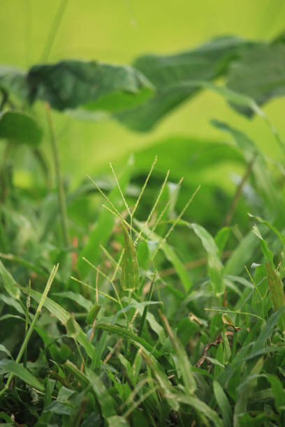 istock The green trees have become beautiful grass flowers 1441844377