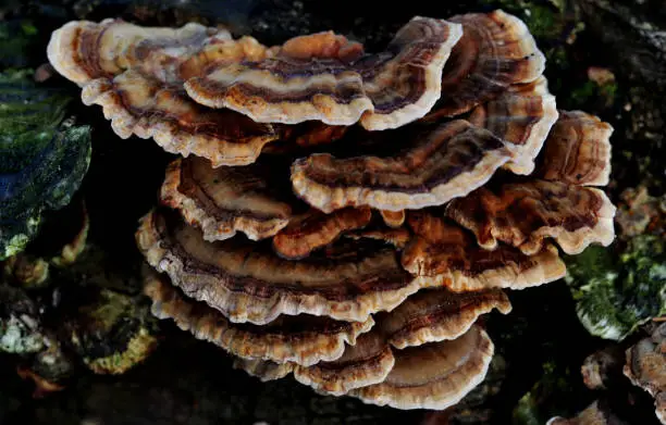 Photo of Closeup shot of turkey tail fungi on the forest floor