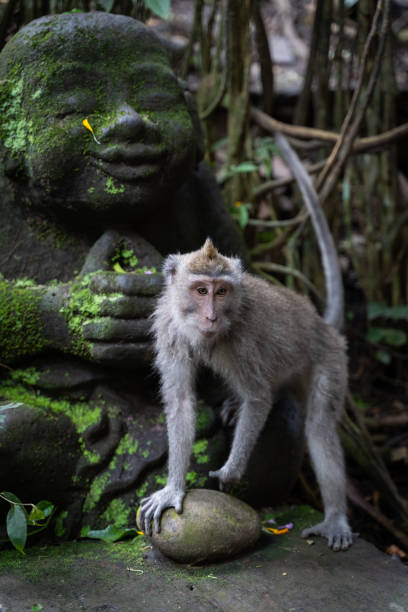 istock Vertical shot of a cute monkey in a rainforest in Bali 1441844672