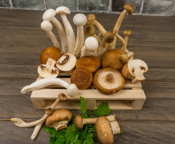 istock assortment of mushrooms 1441844814