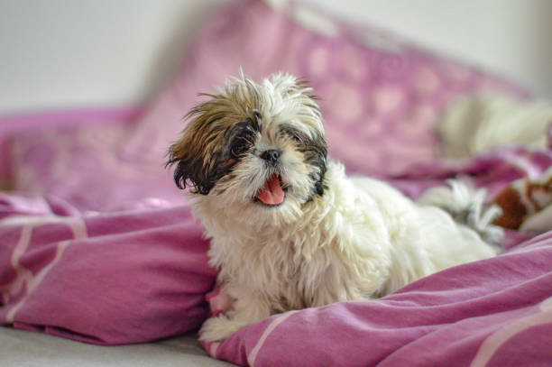 istock Shih Tzu puppy lying on a pink comforter 1441844885