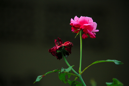 Two beautiful roses, one of which has dried up. We have a lot to learn from this. Everything changes over time.