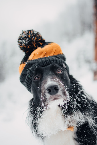 A portrait of a black border Collie with an adorable beanie in a forest covered in the snow