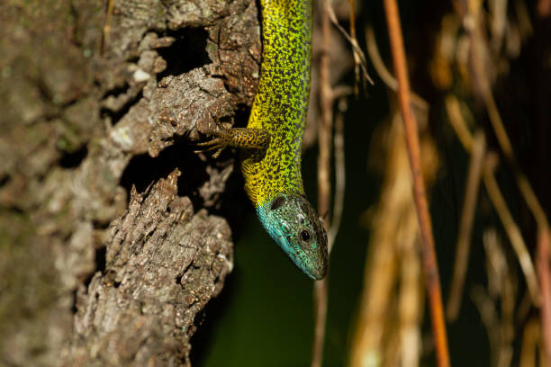 istock Shallow closeup of Iberian emerald lizard (Lacerta schreiberi) on the tree 1441845402