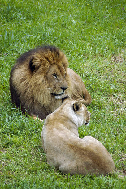 istock lion and lioness resting on the grass 1441846223