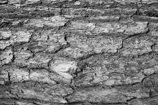 A closeup grayscale shot of an old pine tree bark texture