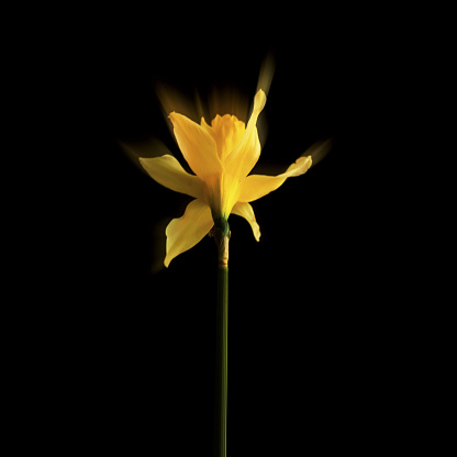 Close-up of a yellow daffodil on a black background
