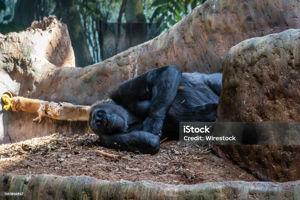 Gorilla Resting on the Ground Gorilla laying on ground with eyes open, Toronto Zoo, Ontario, Canada. Animal Body Part Stock Photo