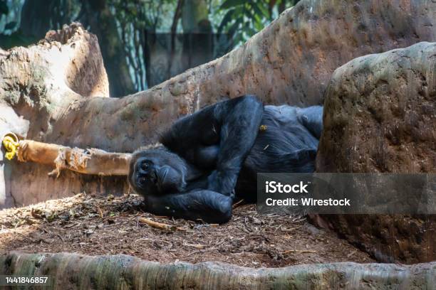 Gorilla Resting On The Ground Stock Photo - Download Image Now - Animal Body Part, Animal Eye, Animal Wildlife