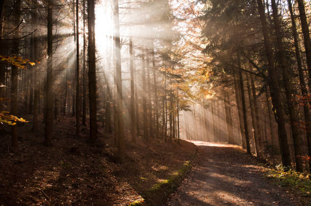 Sun Beams in Foggy Forest\nLocation:  Bolu, Golcuk National Park, Turkiye