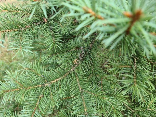 istock Beautiful green spruce branch with needles closeup 1441847224