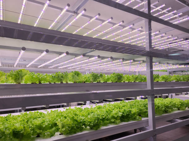 istock Vegetables are growing in indoor farm(vertical farm). 1441847233