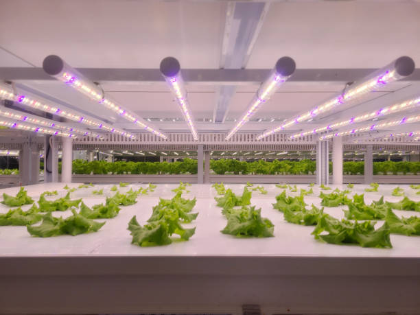 istock Vegetables are growing in indoor farm(vertical farm). 1441847237