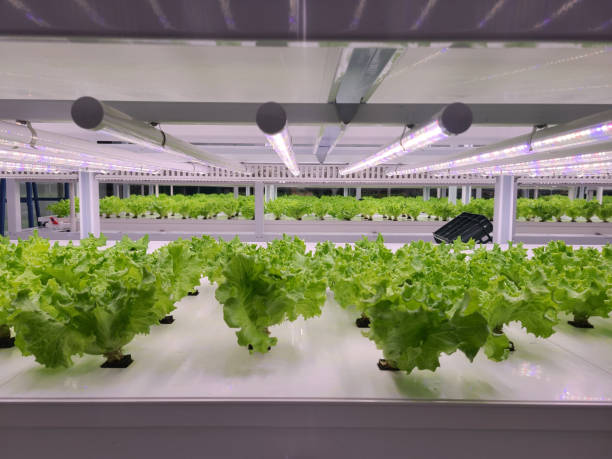 istock Vegetables are growing in indoor farm(vertical farm). 1441847243
