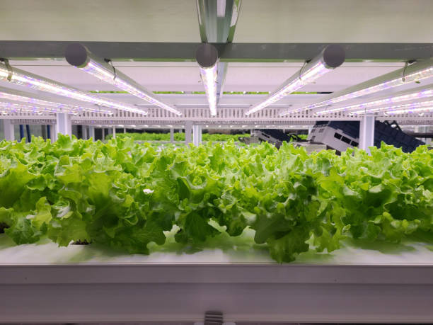 istock Vegetables are growing in indoor farm(vertical farm). 1441847246