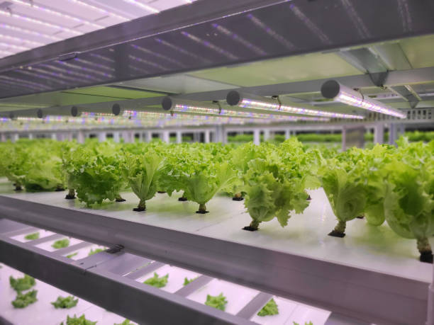 istock Vegetables are growing in indoor farm(vertical farm). 1441847247