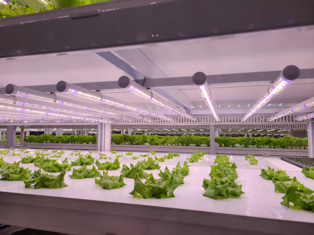 istock Vegetables are growing in indoor farm(vertical farm). 1441847258