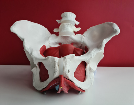 Anatomy location of female pelvis with muscles closeup. Pelvis is small bony canal bounded anteriorly by pubic bones and symphysis