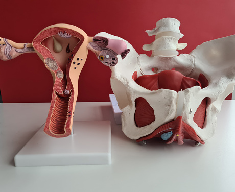 Anatomy of pelvis of woman gynecology of uterus and pelvic bones. Female reproductive system anatomy