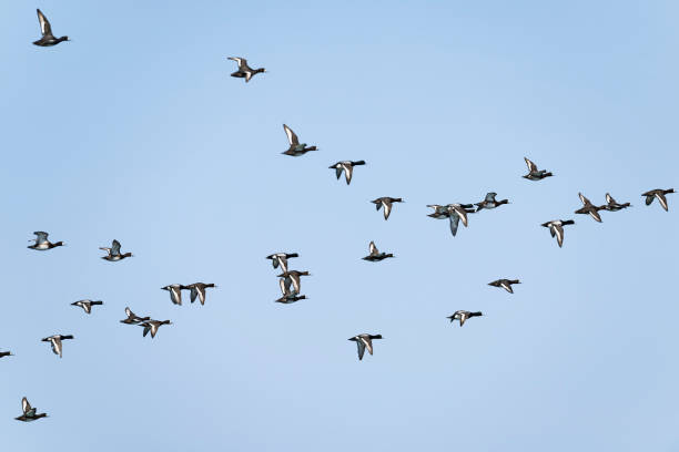 istock A flock of greater Scaup flight 1441847497