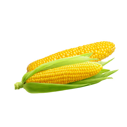 An illustration of ripe corn cobs isolated on white background
