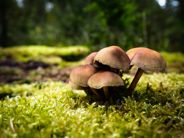 istock Selective focus shot of meadow mushrooms 1441848197