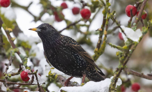 istock Selective focus shot of a starling perched on a snowy tree branch 1441848226