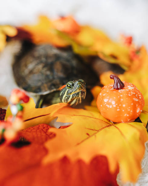 A shallow focus of a small water turtle next to orange