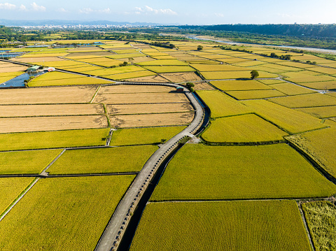 Aerial view of Rice paddy field , Landscape of Taiwan